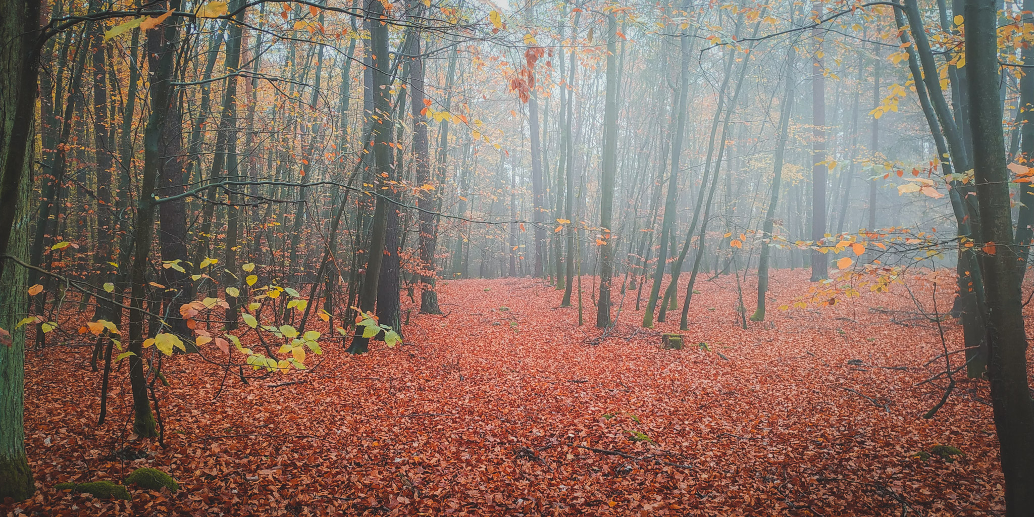 2019-11-02_Autumn_bluberry_forest-120705