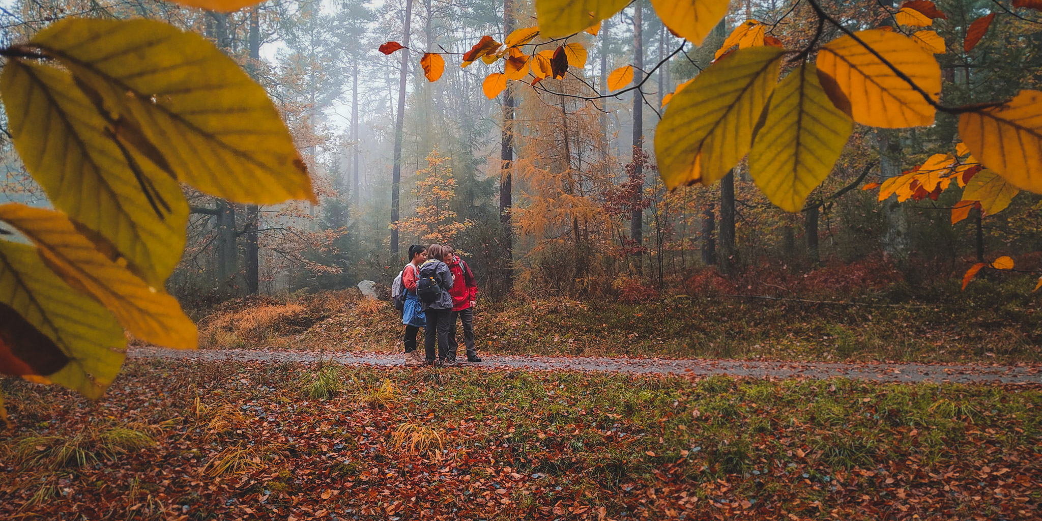 2019-11-02_Autumn_bluberry_forest-120730