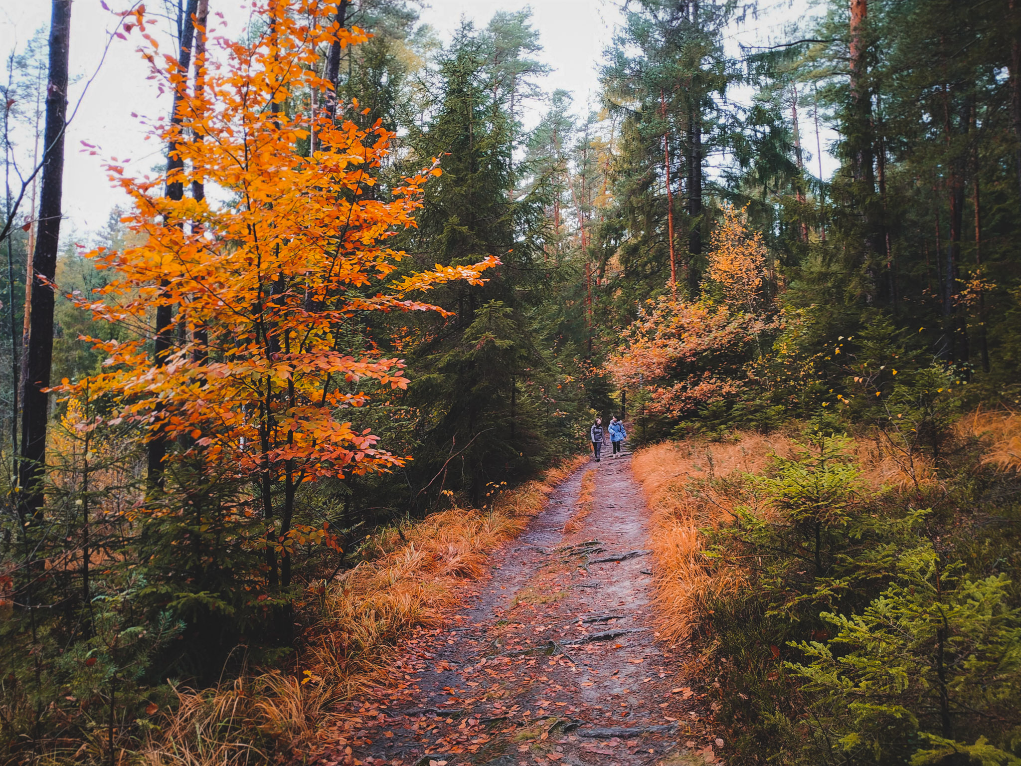 2019-11-02_Autumn_bluberry_forest-143706