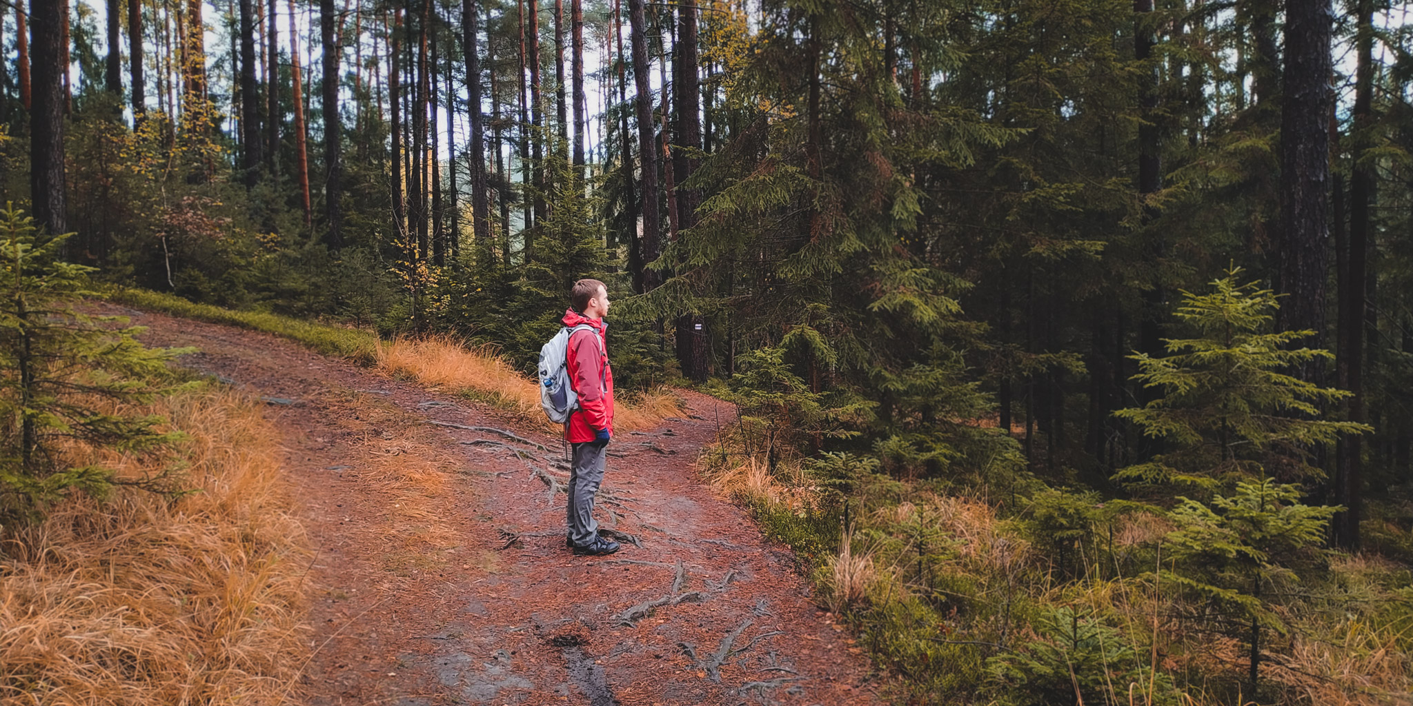 2019-11-02_Autumn_bluberry_forest-143712