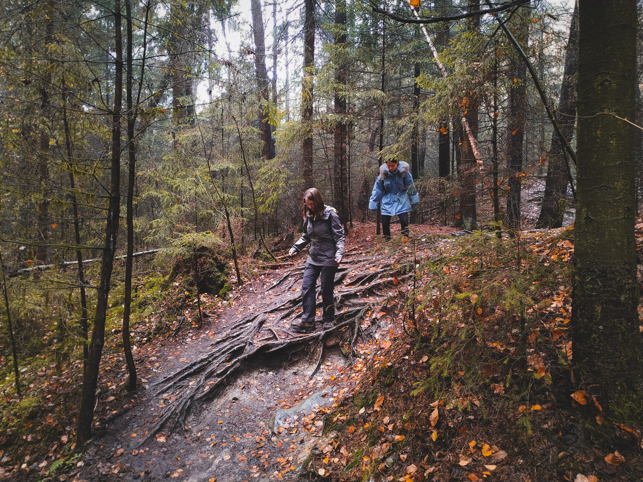 2019-11-02_Autumn_bluberry_forest-144026