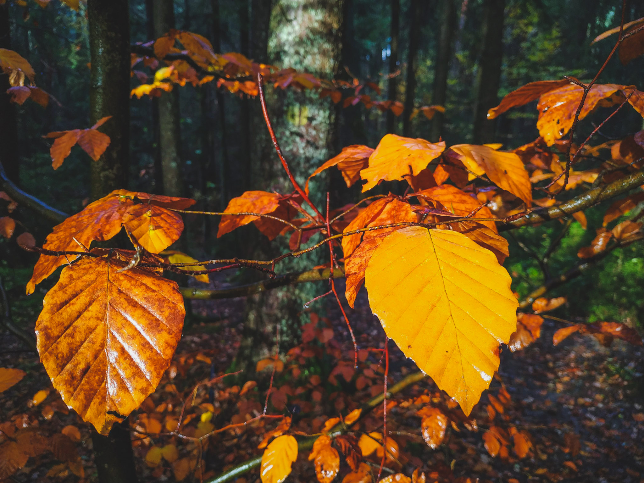 2019-11-02_Autumn_bluberry_forest-144149