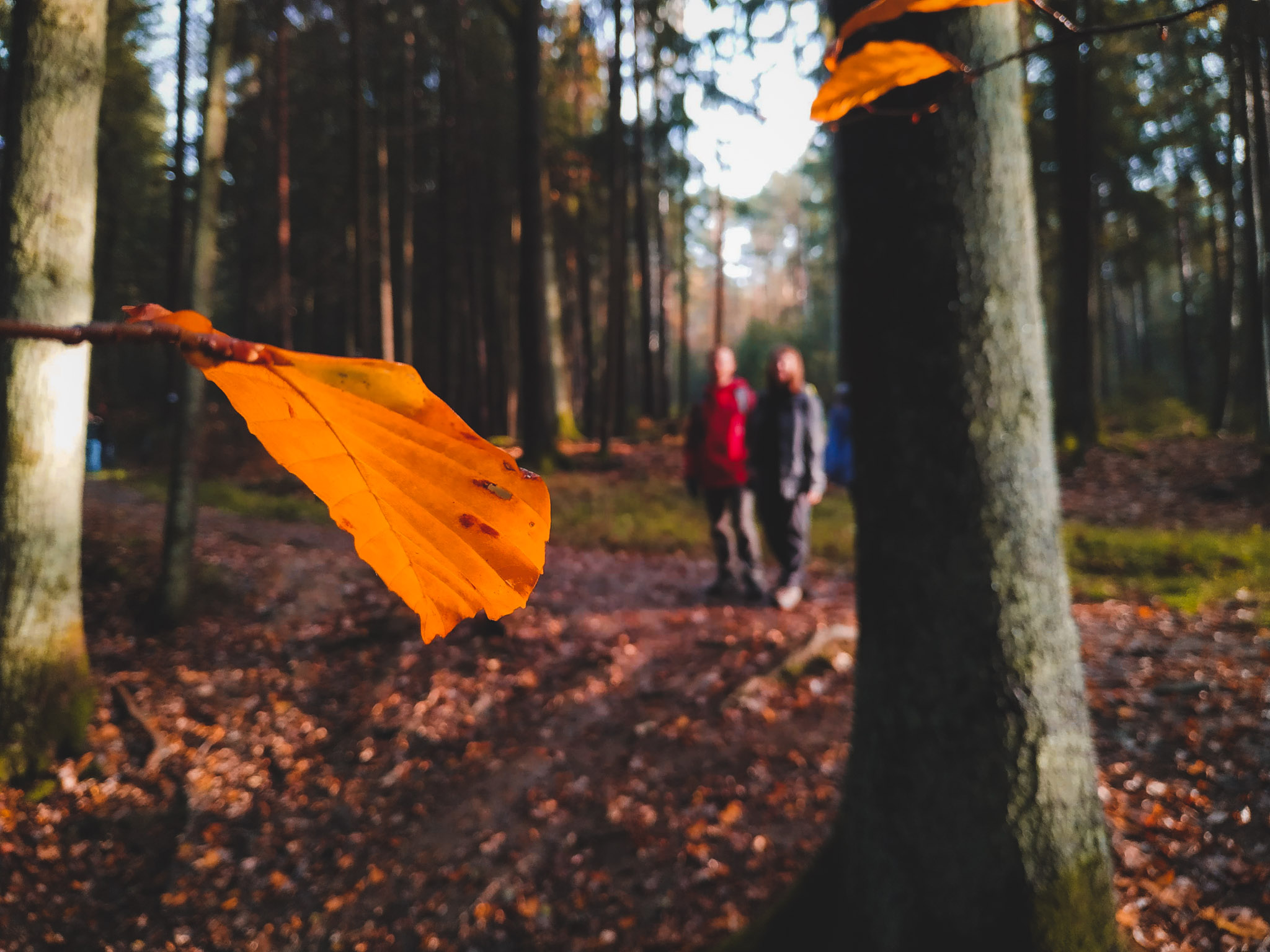 2019-11-02_Autumn_bluberry_forest-144203