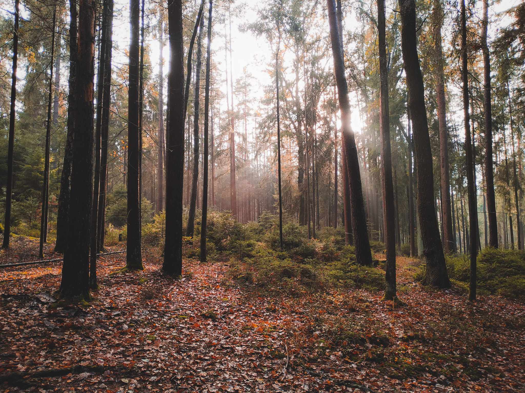 2019-11-02_Autumn_bluberry_forest-144319