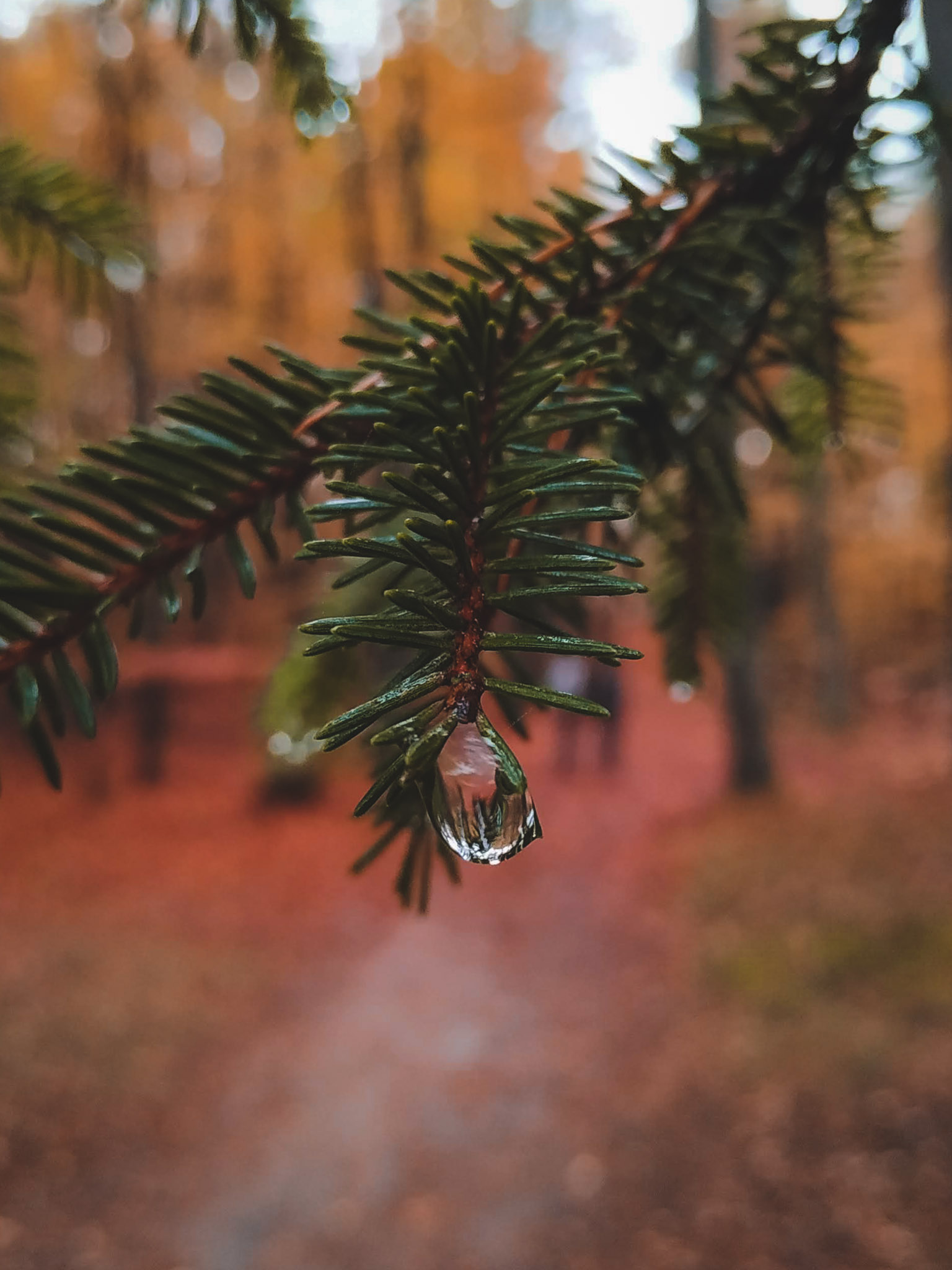 2019-11-02_Autumn_bluberry_forest-150528