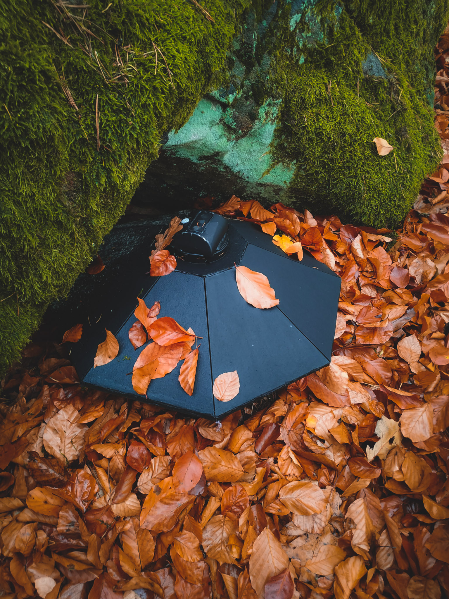 2019-11-02_Autumn_bluberry_forest-150941