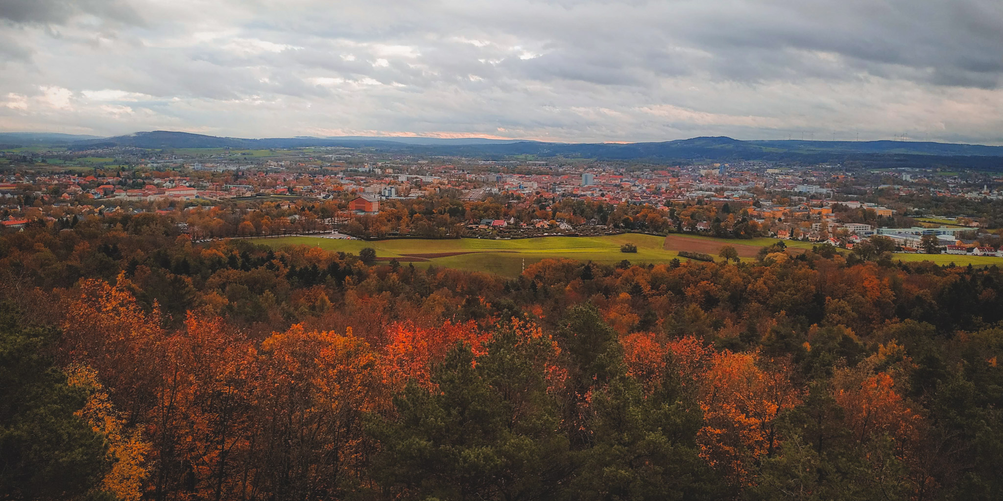 2019-11-02_Autumn_bluberry_forest-151446