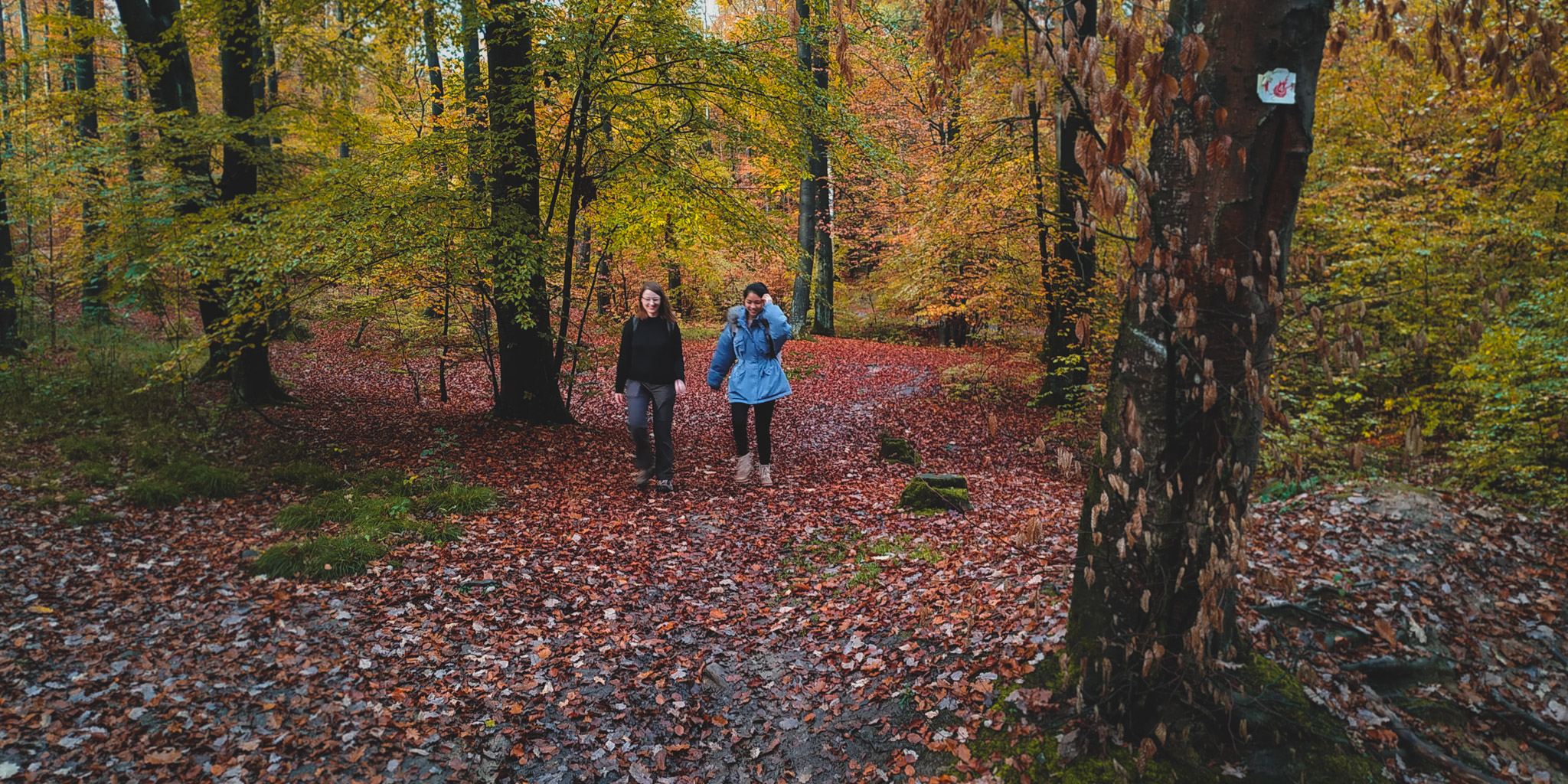2019-11-02_Autumn_bluberry_forest-153102