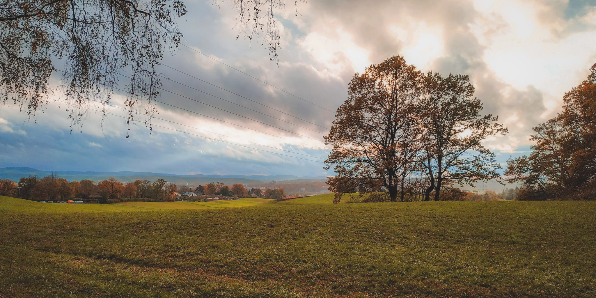 2019-11-02_Autumn_bluberry_forest-153254
