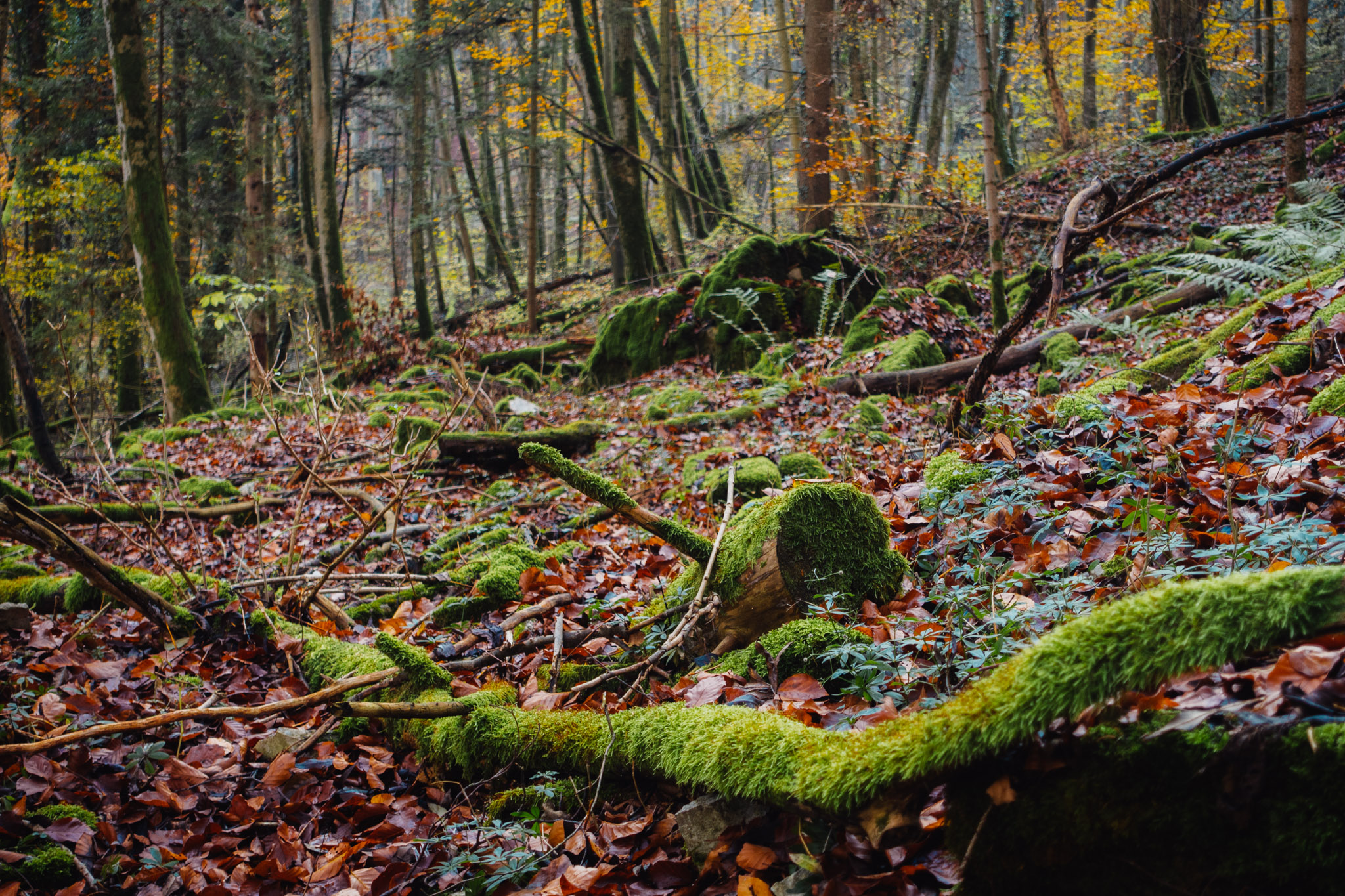 2019-11-10_Hersbruck-0206