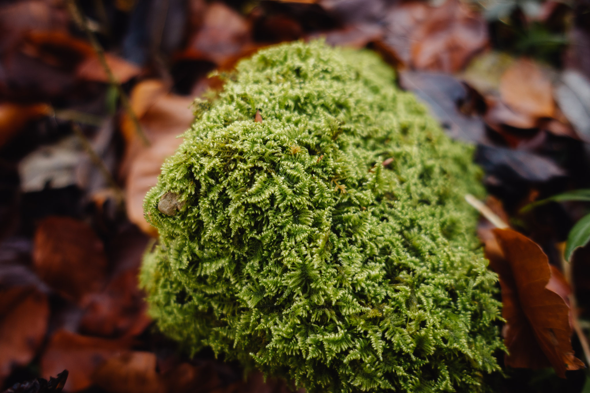 2019-11-10_Hersbruck-0207
