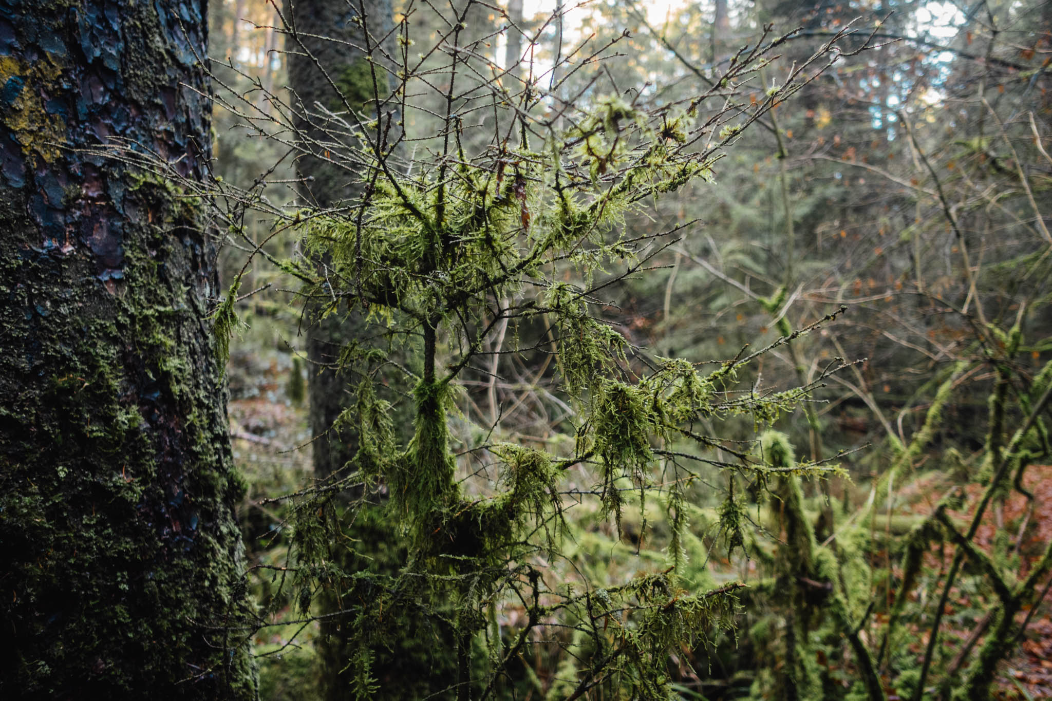2020-01-06 Heinersreuth winter hike-0184
