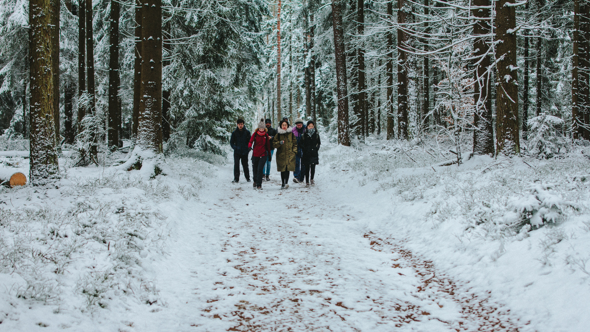 2018-03-17 Bayreuth Blueberry Forest-4748