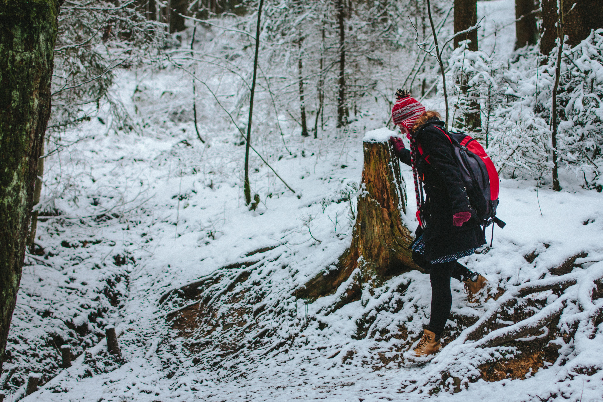 2018-03-17 Bayreuth Blueberry Forest-4753