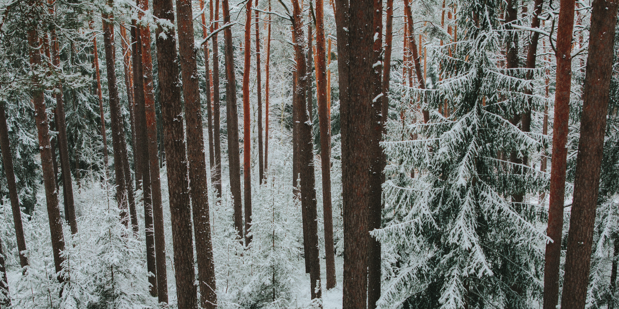 2018-03-17 Bayreuth Blueberry Forest-4786