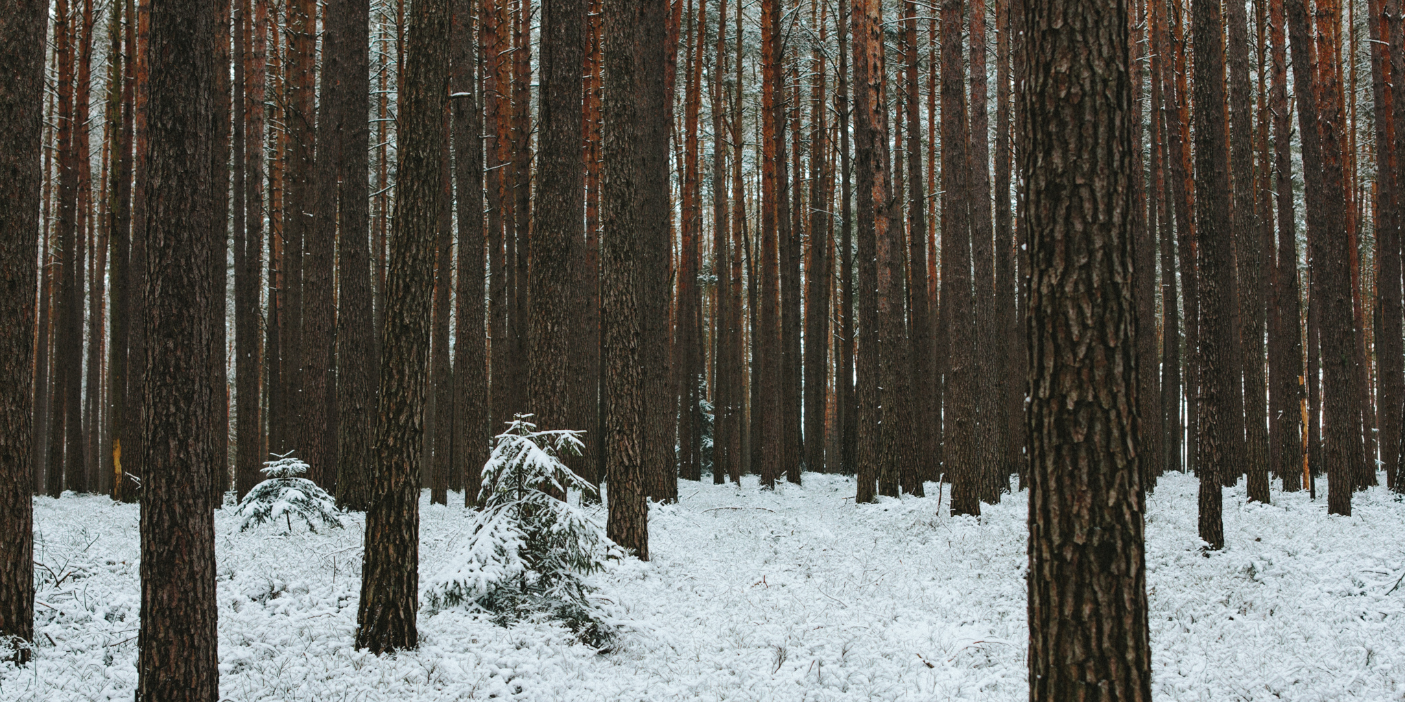 2018-03-17 Bayreuth Blueberry Forest-4798