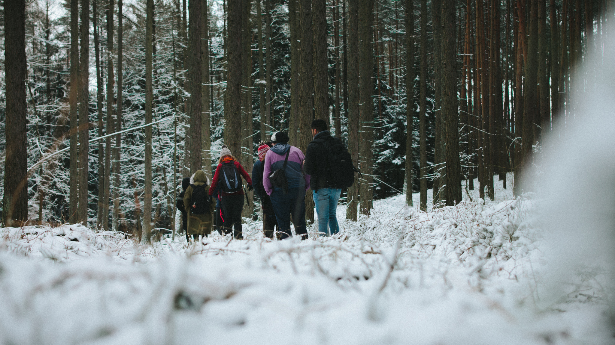 2018-03-17 Bayreuth Blueberry Forest-4802