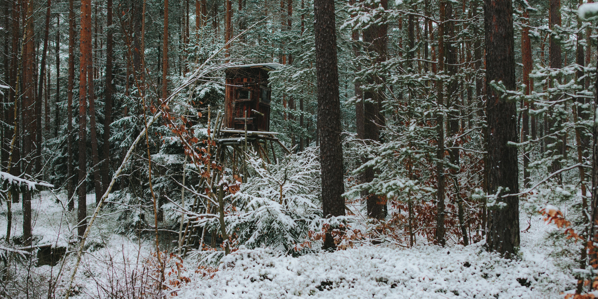 2018-03-17 Bayreuth Blueberry Forest-4813