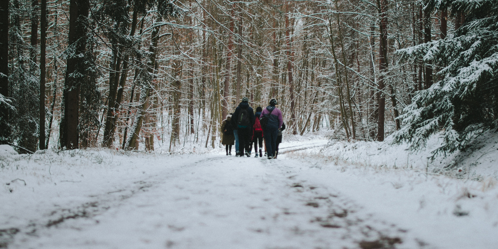 2018-03-17 Bayreuth Blueberry Forest-4816