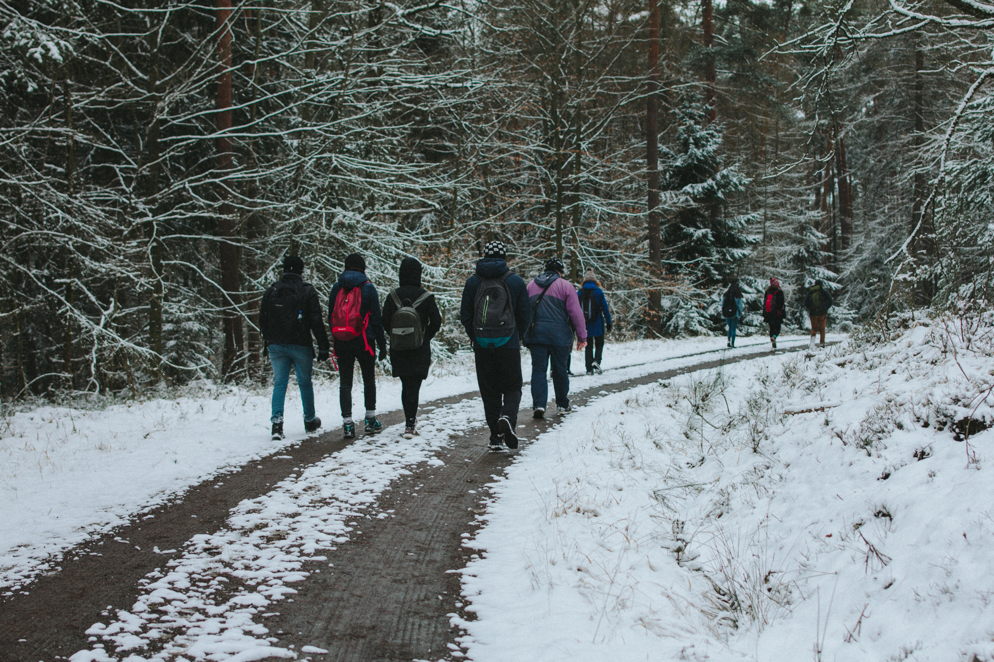2018-03-17 Bayreuth Blueberry Forest-4817