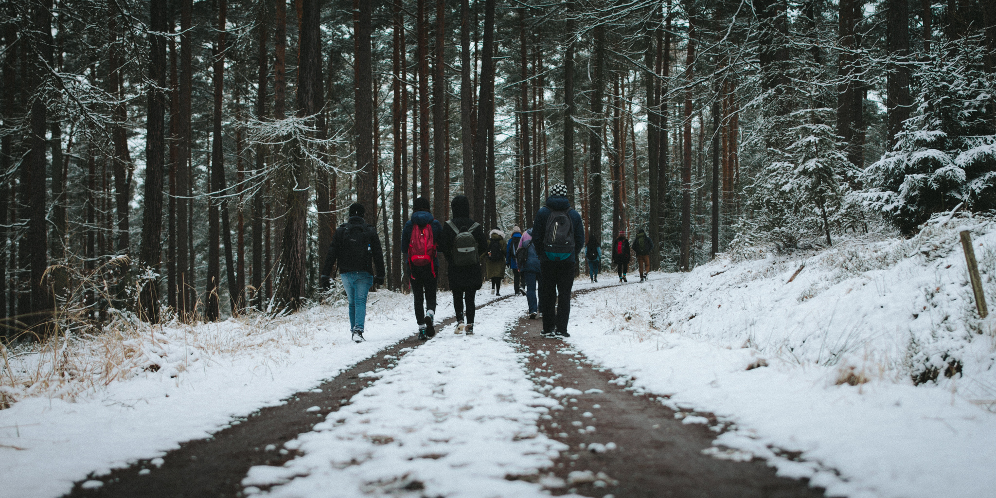 2018-03-17 Bayreuth Blueberry Forest-4819