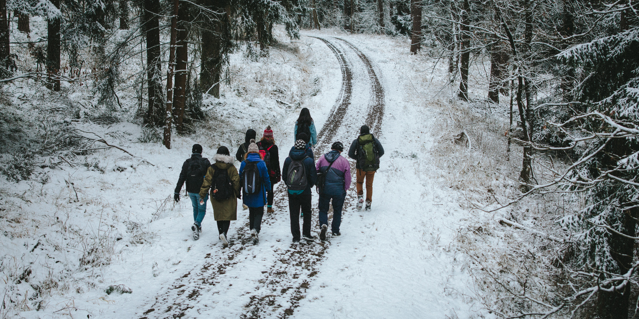 2018-03-17 Bayreuth Blueberry Forest-4833