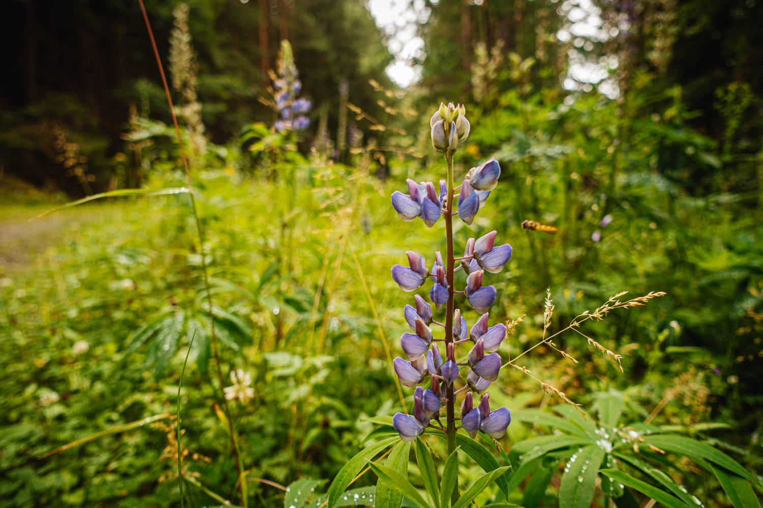 2020-07-02_Markgrafenweg-0023