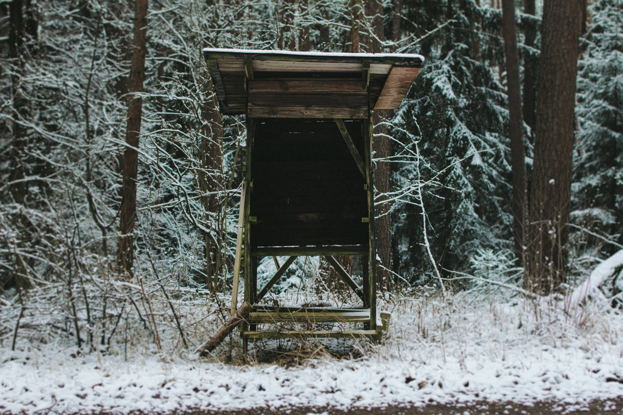 2018-03-17 Bayreuth Blueberry Forest-4836