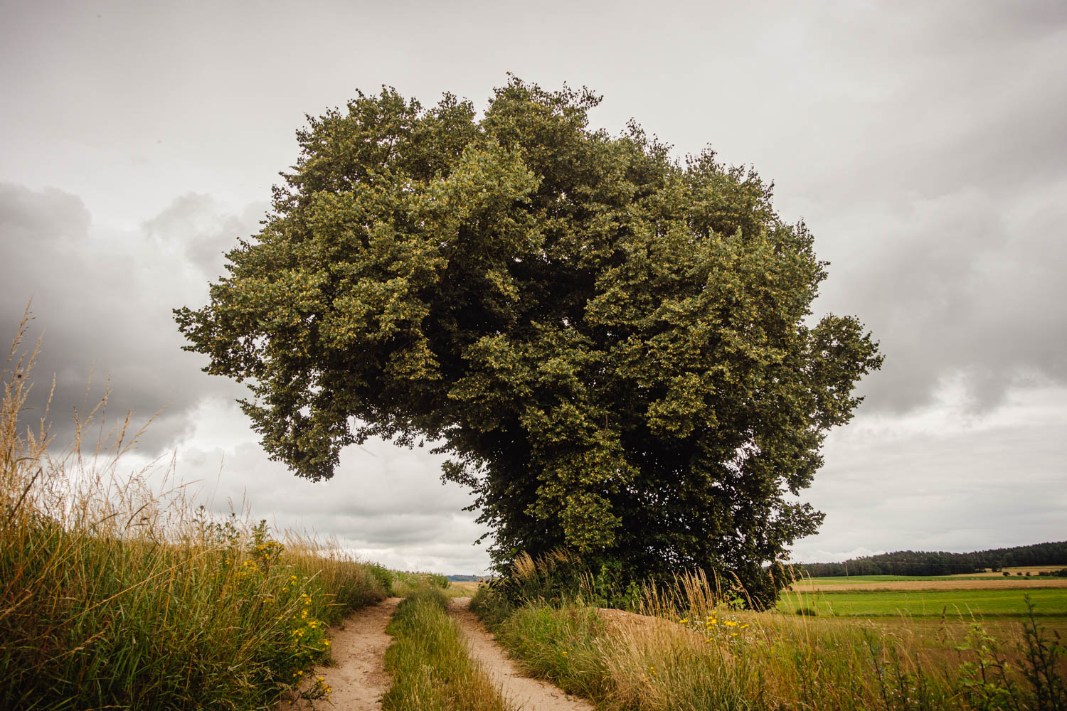 2020-07-02_Markgrafenweg-0053