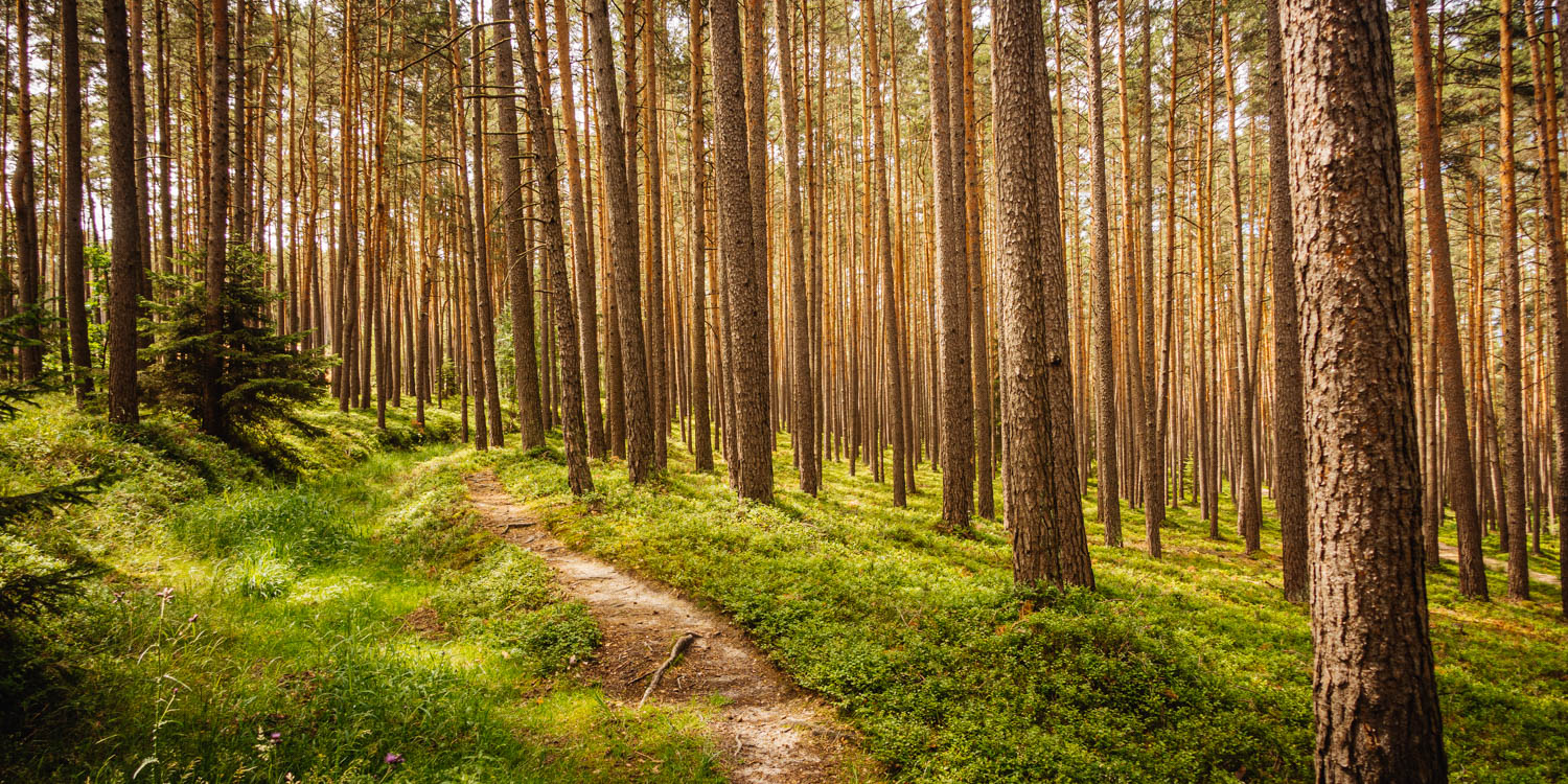 2020-07-02_Markgrafenweg-0062
