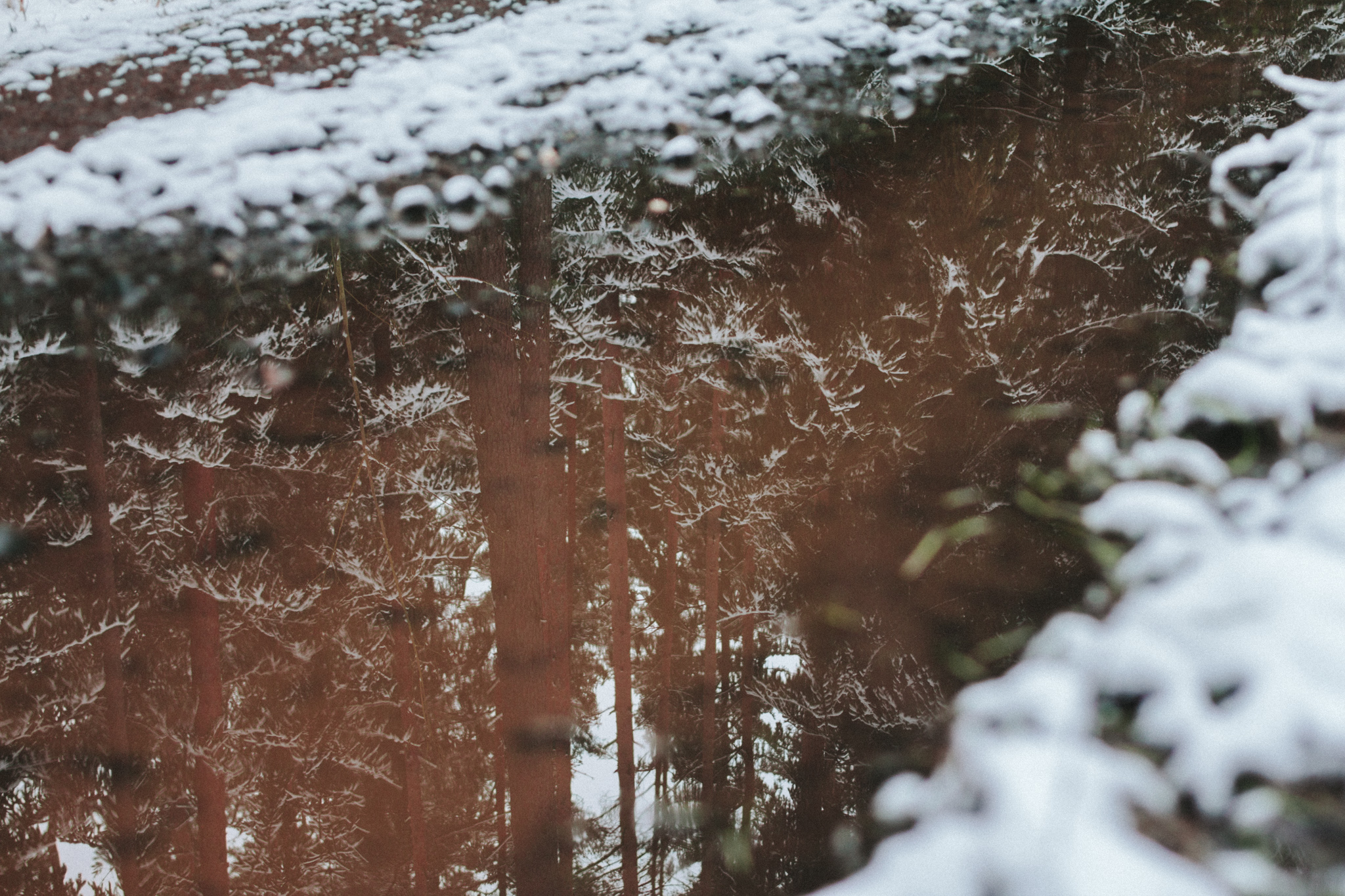2018-03-17 Bayreuth Blueberry Forest-4841