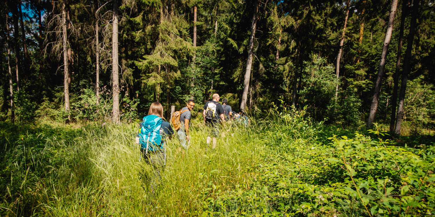 2020-07-12_Blueberry_Forest-0019