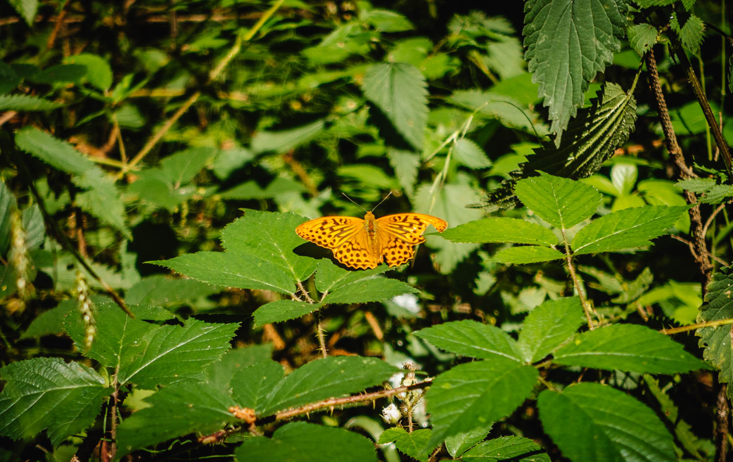 2020-07-12_Blueberry_Forest-0028