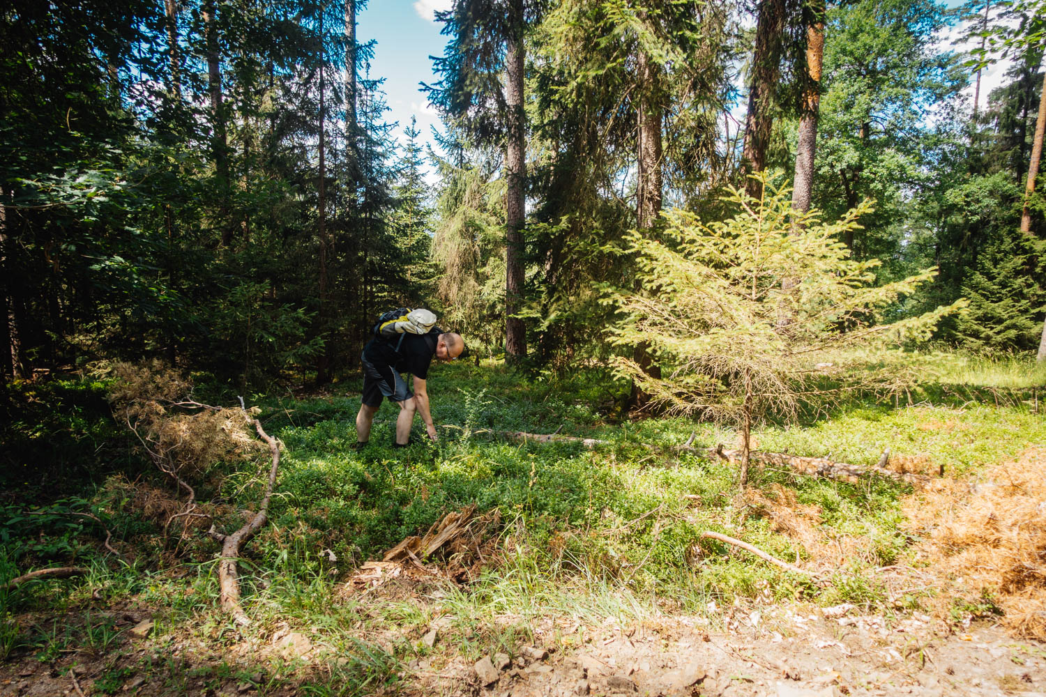 2020-07-12_Blueberry_Forest-0034