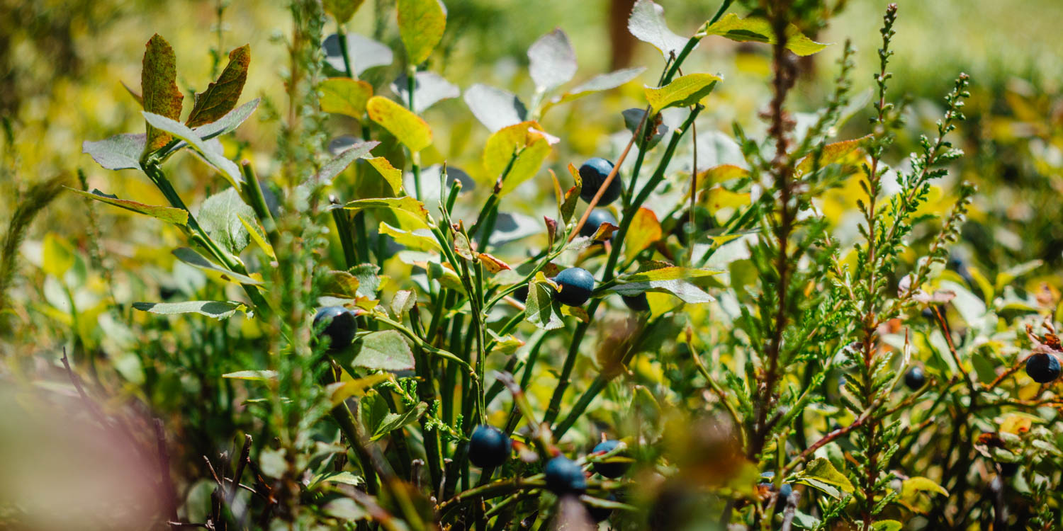 2020-07-12_Blueberry_Forest-0053