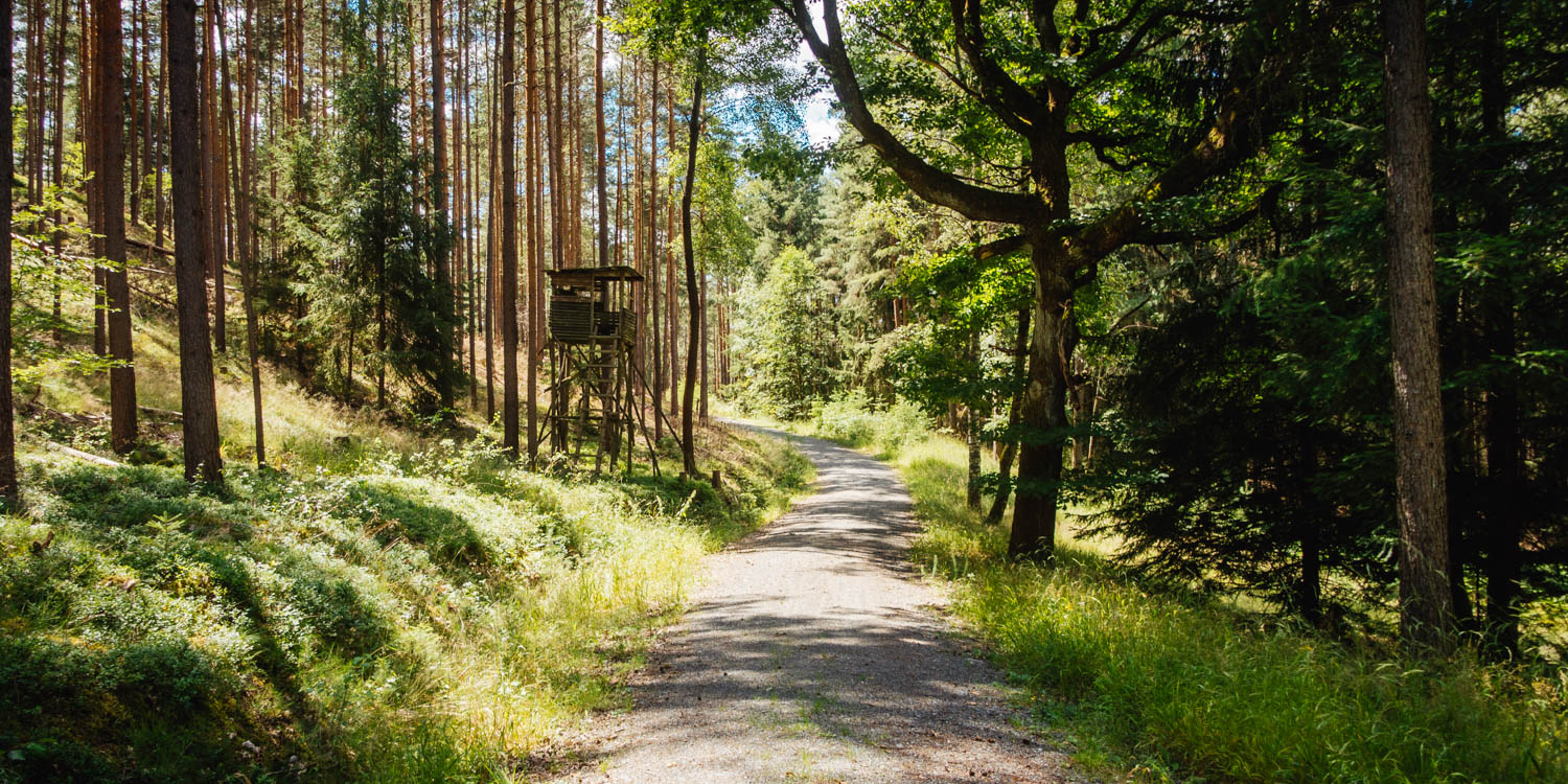 2020-07-12_Blueberry_Forest-0065