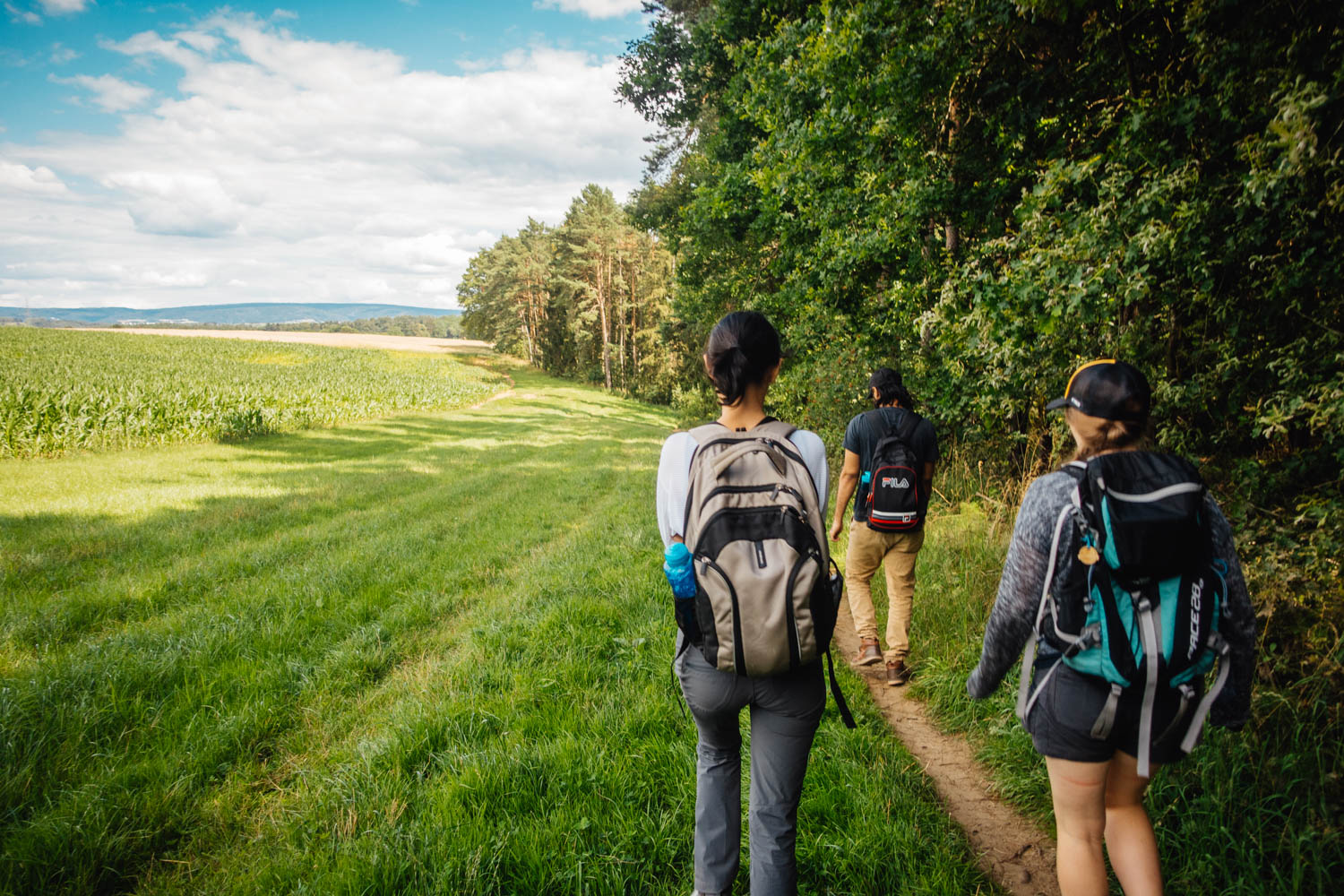 Blueberry forest hike