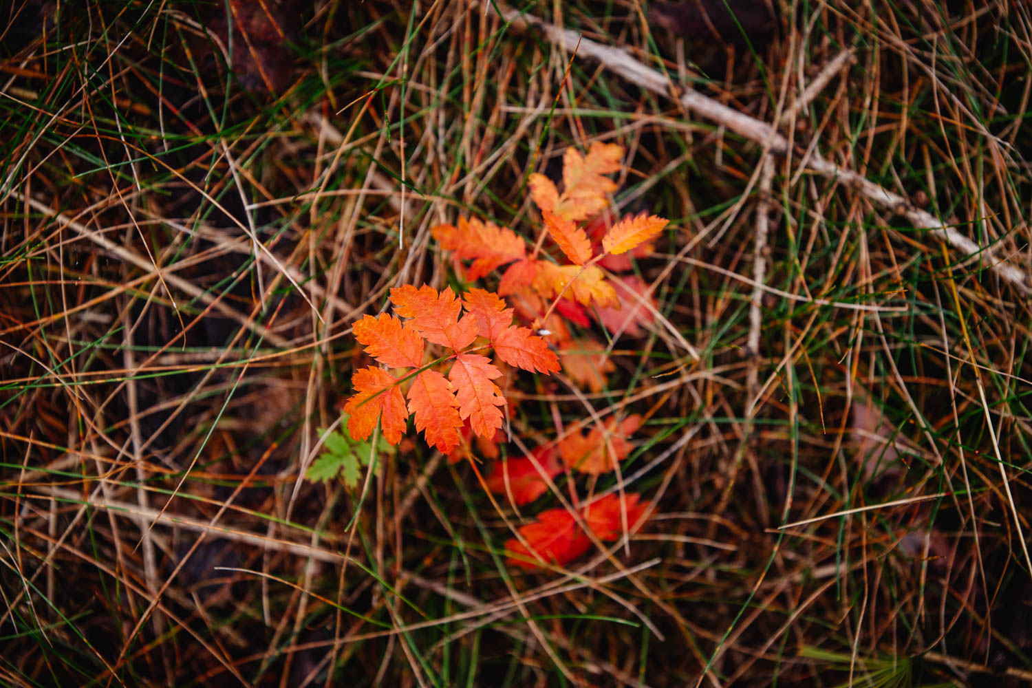2020-10-10 Humboldtweg-151357-6018