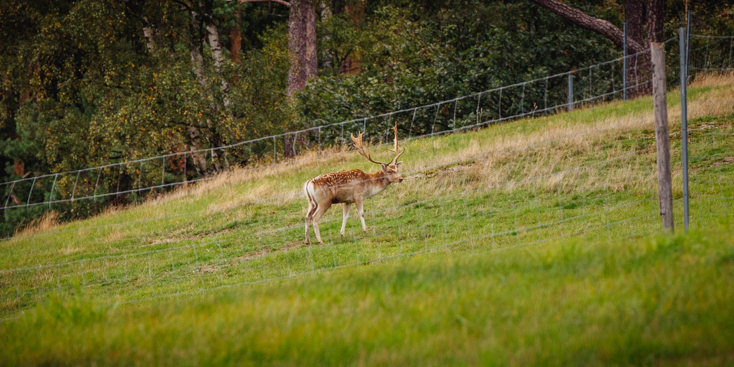 2020-10-10 Humboldtweg-160520-6096