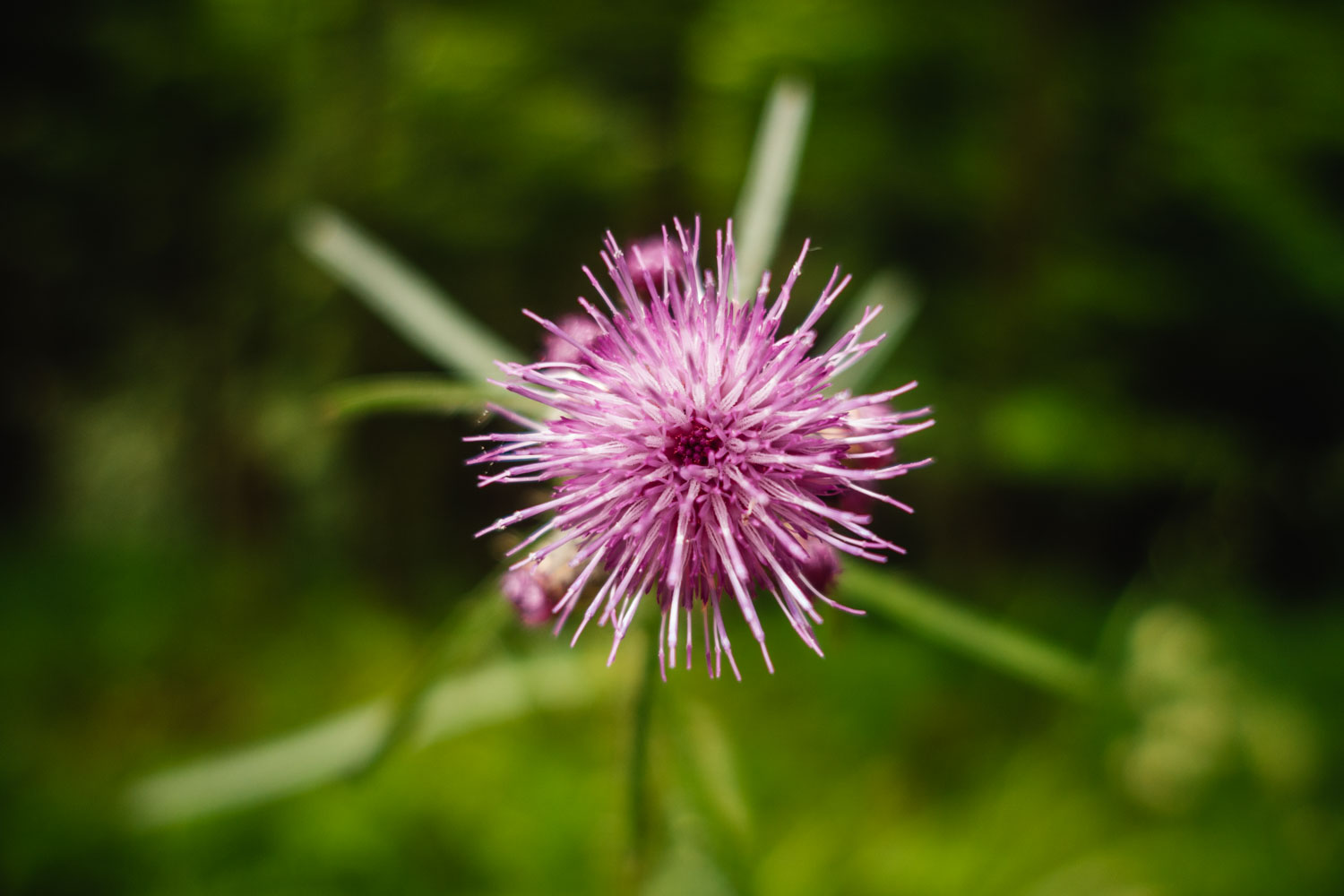 2021-06-27 Glashuetten-0081