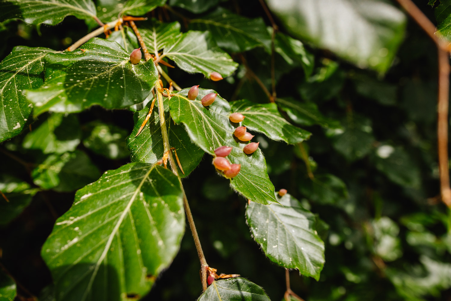 2022-05-22 Blackberry forest-26