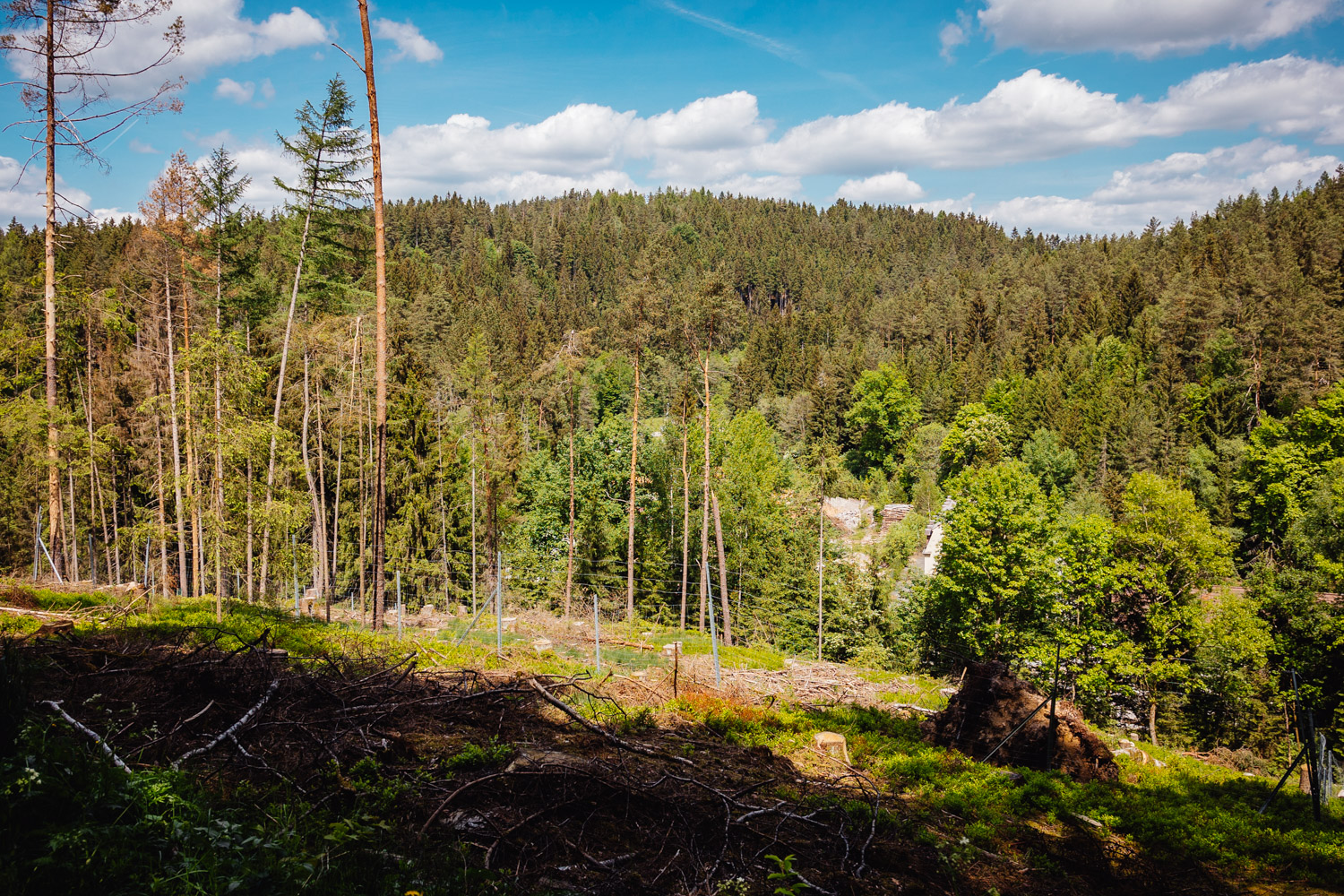 2022-05-22 Blackberry forest-55