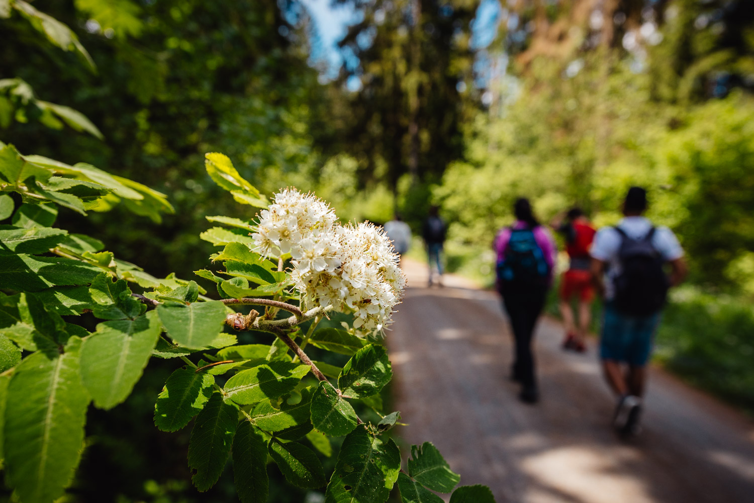 2022-05-22 Blackberry forest-57