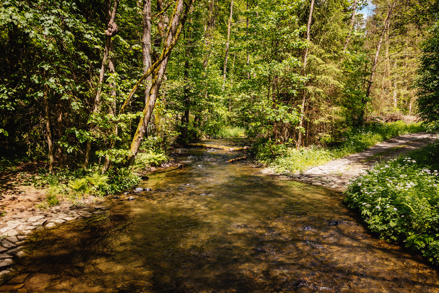 2022-05-22 Blackberry forest-64