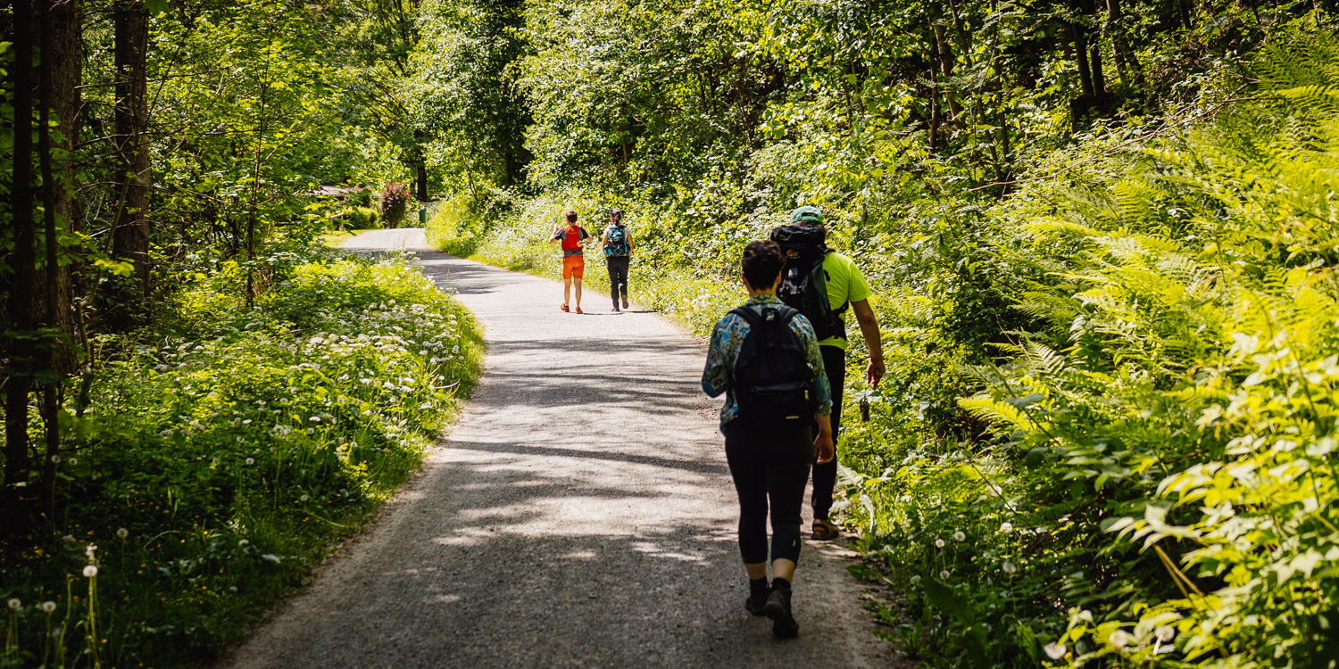 2022-05-22 Blackberry forest-68
