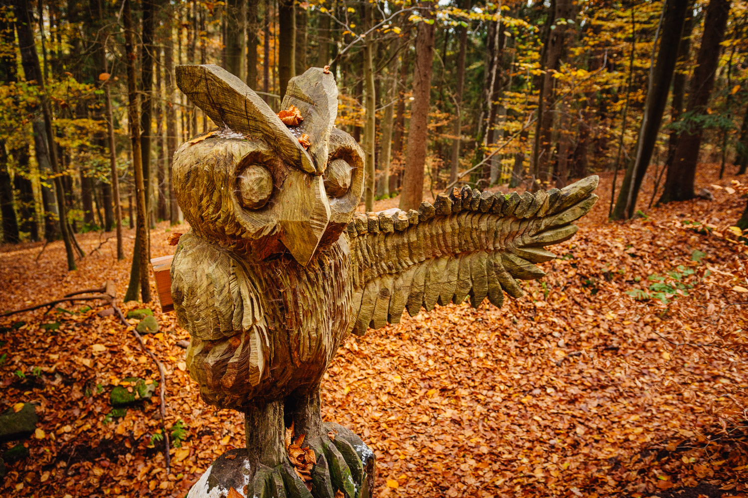 2022-10-29 Kulmbach Autumn Hike-0363