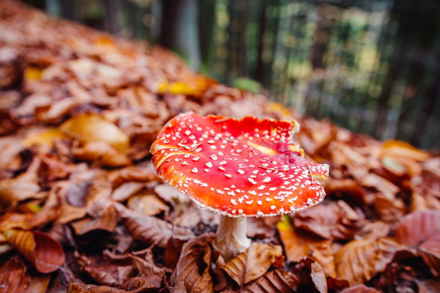 2022-10-29 Kulmbach Autumn Hike-0374