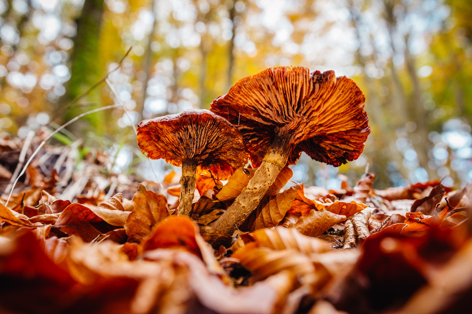 2022-10-29 Kulmbach Autumn Hike-0377