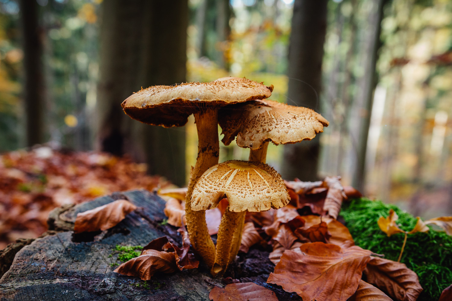 2022-10-29 Kulmbach Autumn Hike-0396