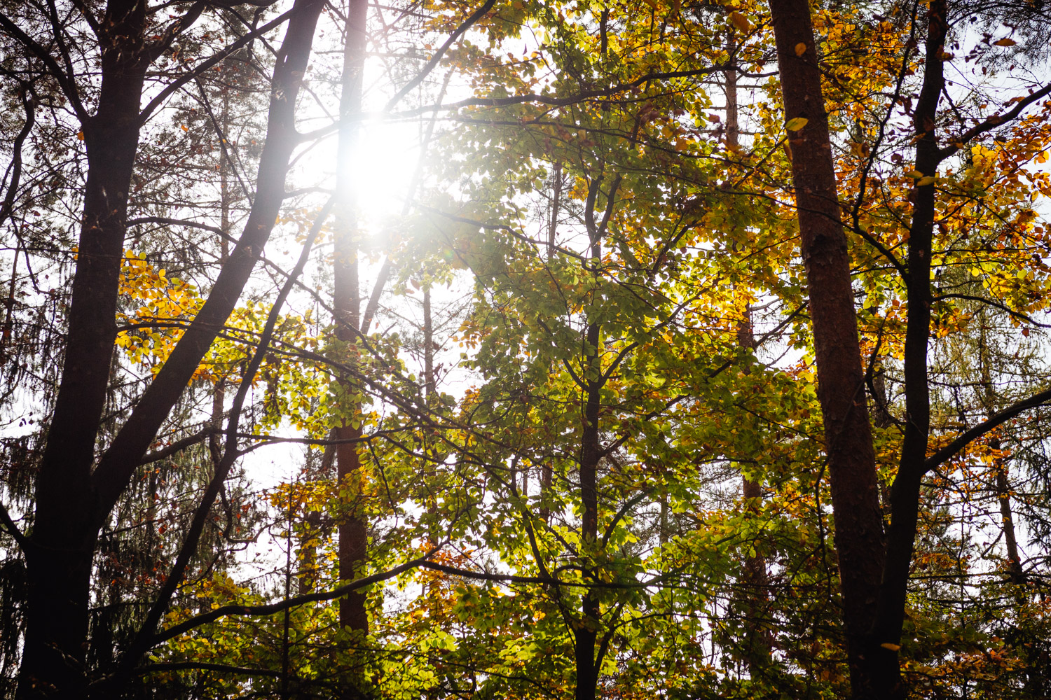 2022-10-29 Kulmbach Autumn Hike-0418